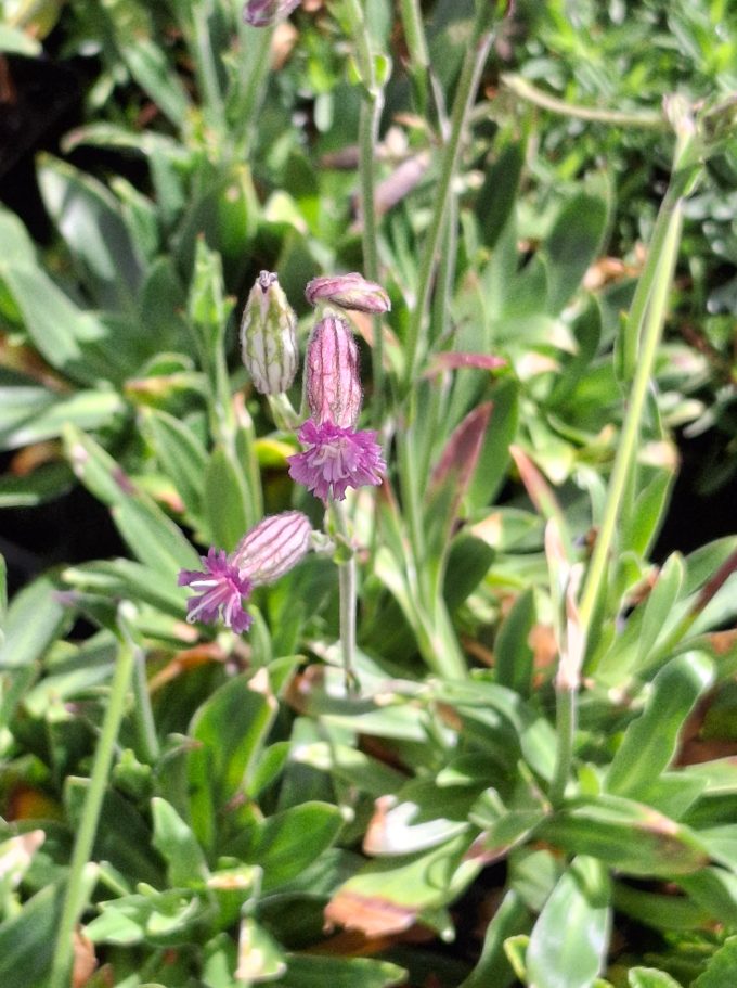 Silene delavayi perennial plant