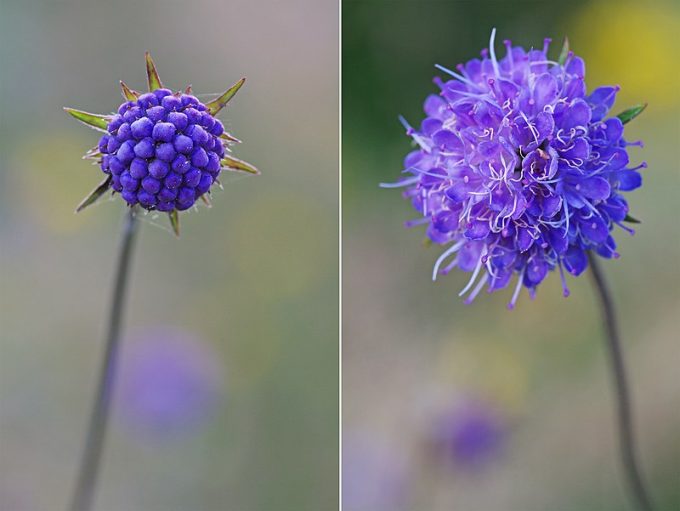 Succisa pratensis perennial plant