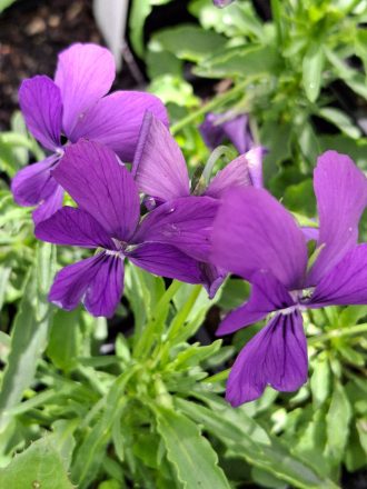 Viola altaica perennial plant