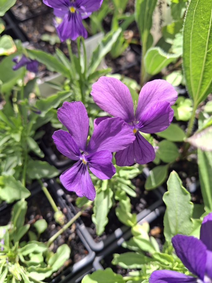 Viola altaica perennial plant