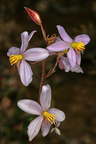 Cyanella hyacinthoides 10 seeds