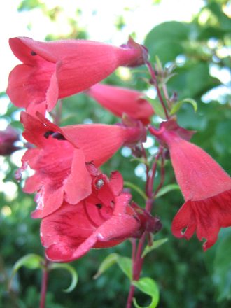 Penstemon Firebird perennial plant