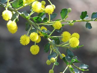 Acacia dictyoneura Australian native plant