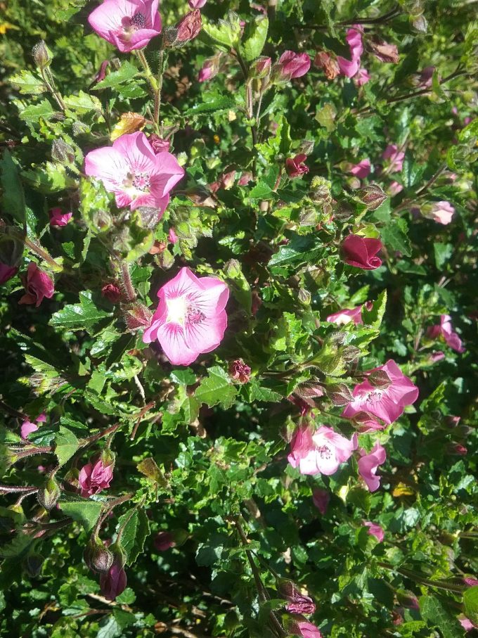 Arisdontea capensis in 68mm Super Tube - Image 2