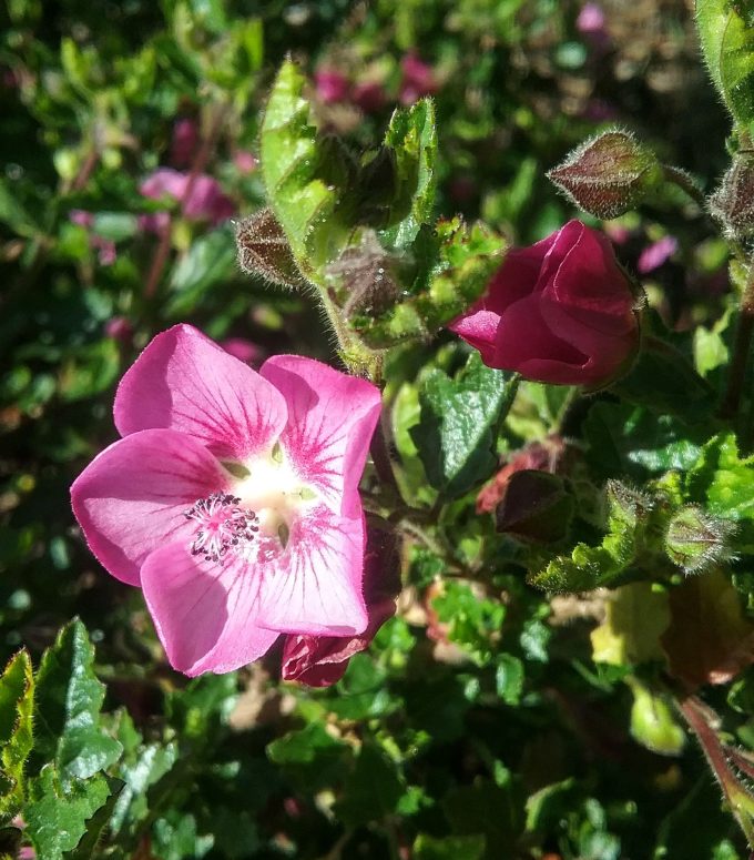 Arisdontea capensis in 68mm Super Tube