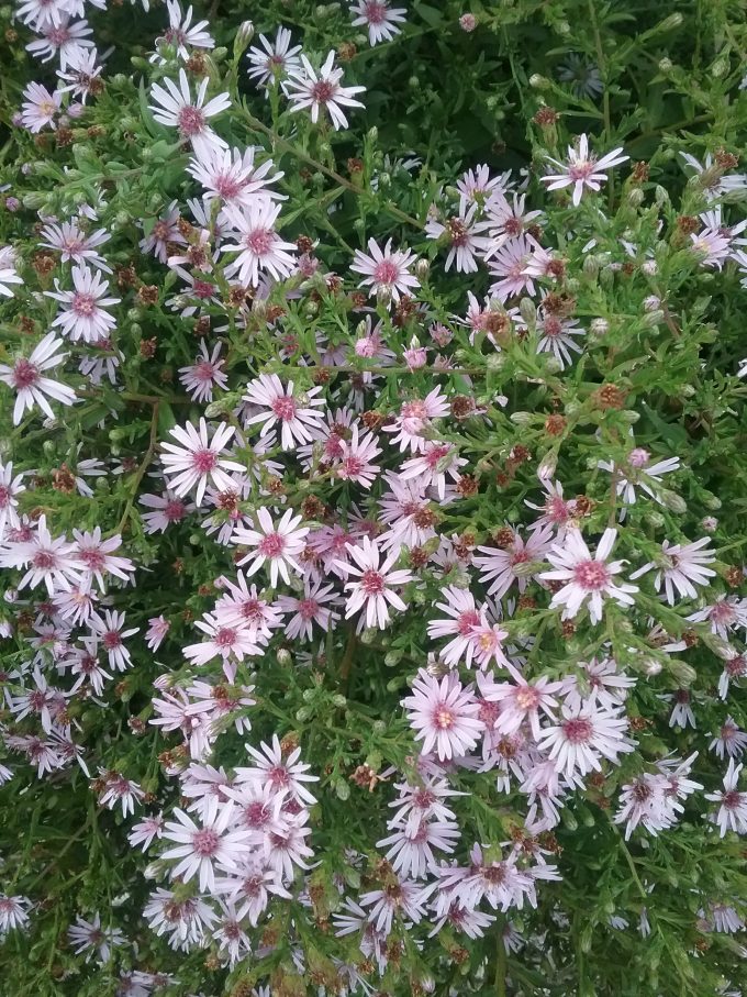 Aster Coombe Fishacre perennial plant