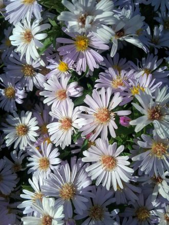 Aster dumosus Nancy perennial plant