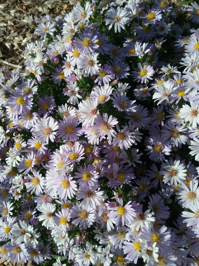 Aster dumosus Nancy perennial plant