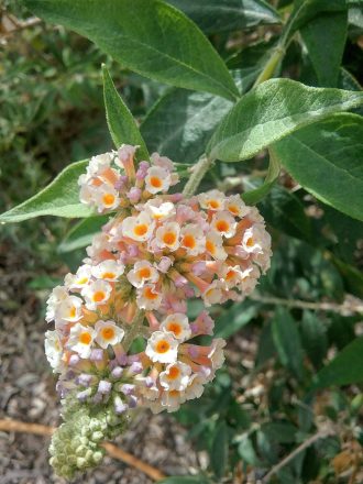 Buddleia x xweryiana form