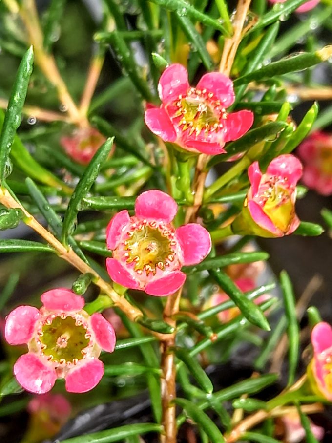 Chamelaucium My Sweet Sixteen Australian native plant