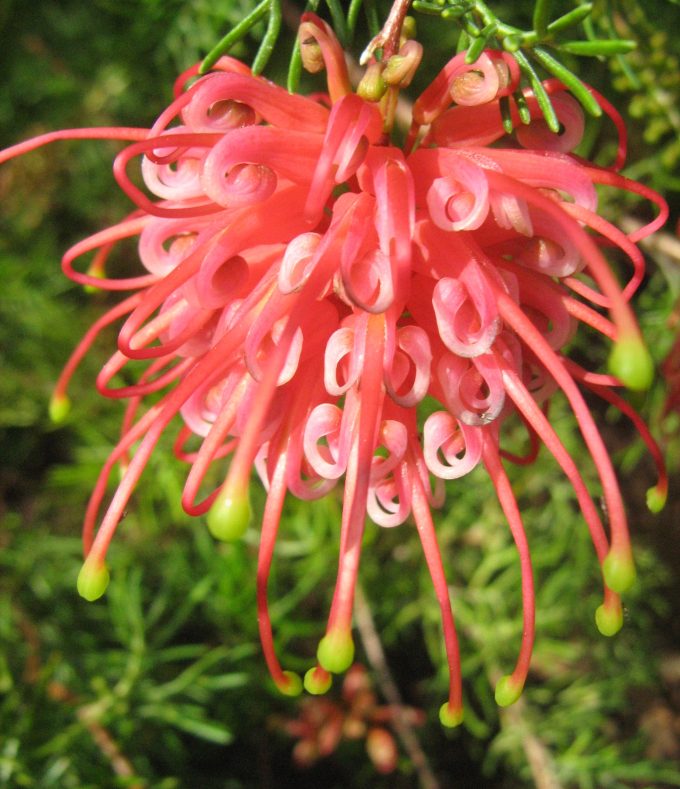 Grevillea Ellabella Australian native plant