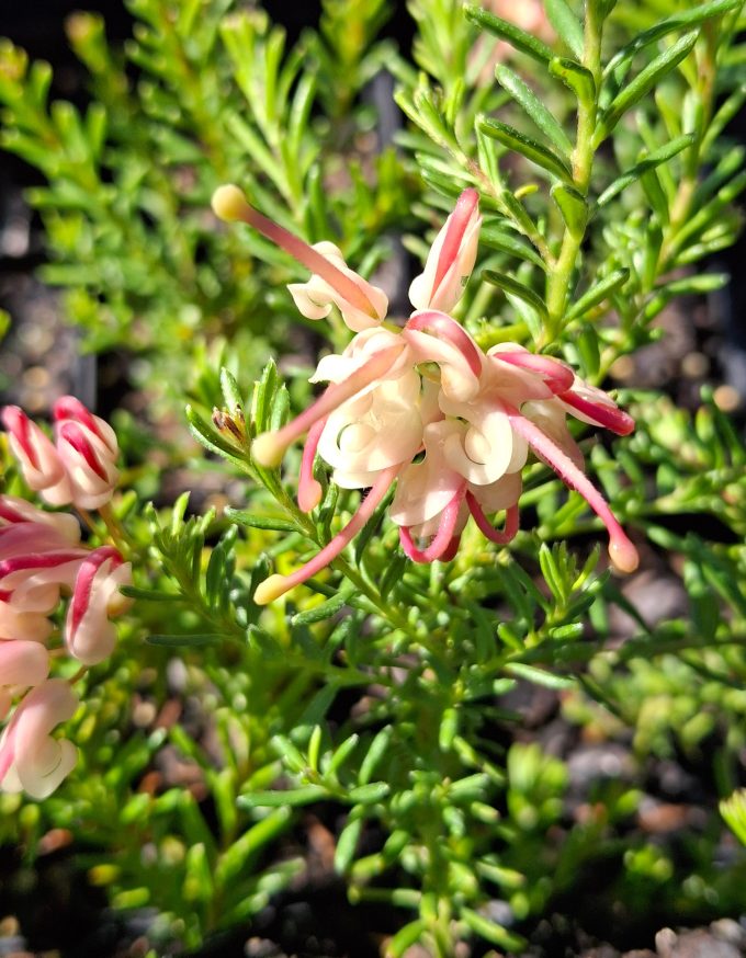 Grevillea lanigera Dwarf Greencape Australian native plant