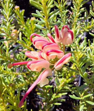 Grevillea lanigera Dwarf Greencape Australian native plant