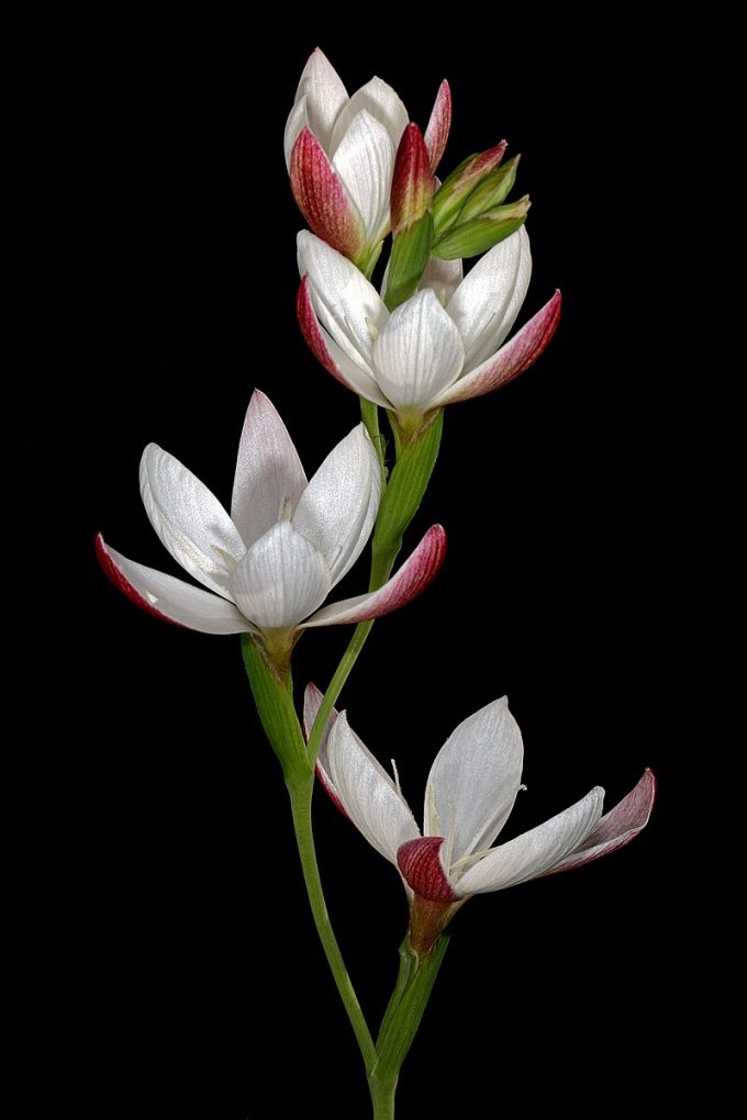 Hesperantha falcata