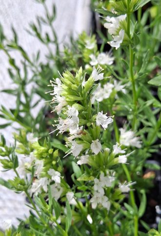 Hyssop officinalis white perennial plant