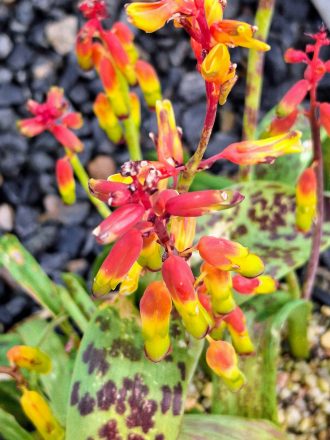 Lachenalia aloides var pearsonii