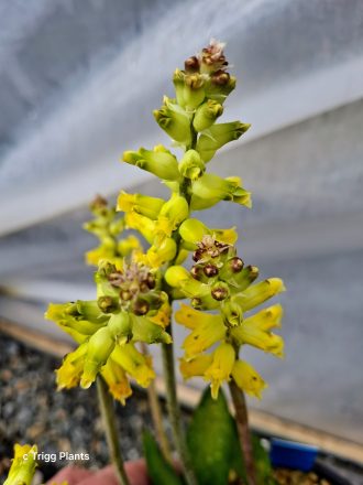 Lachenalia arbuthnotiae 15 seeds