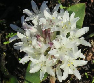 Lachenalia ensifolia ssp maughanii