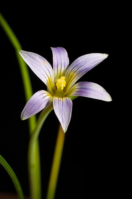 Romulea gigantea