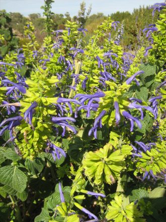 Salvia mexicana Limelight perennial plant