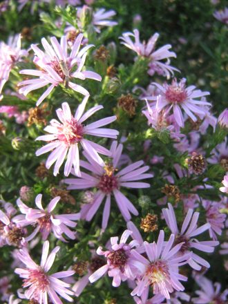 Aster Coombe Fishacre perennial plant