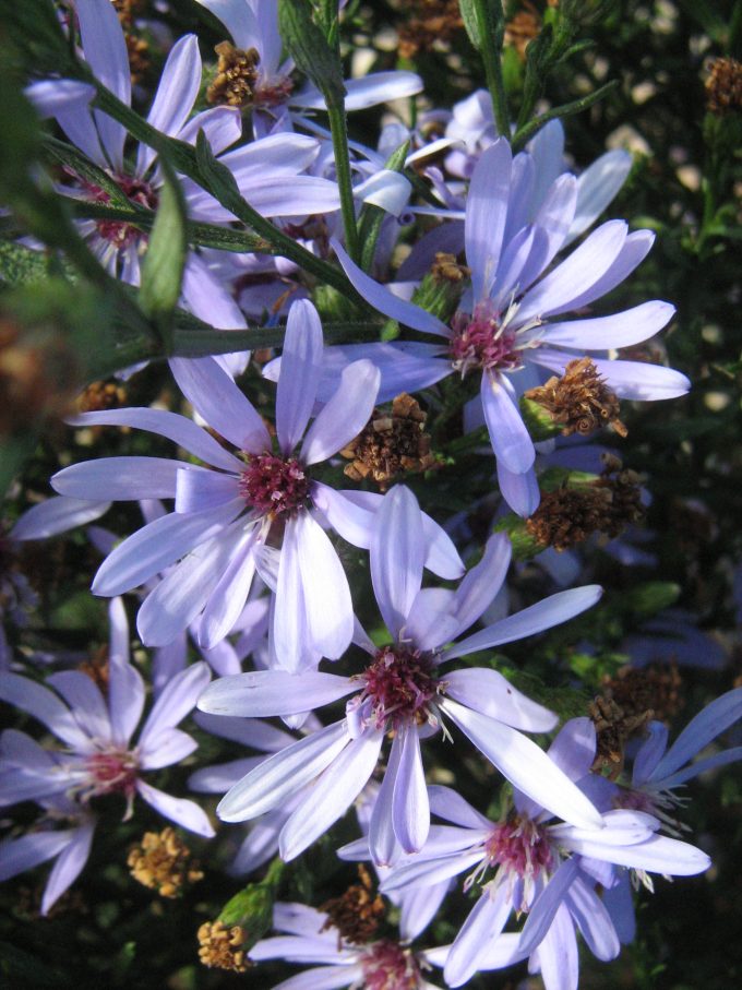 Aster Little Carlow perennial plant