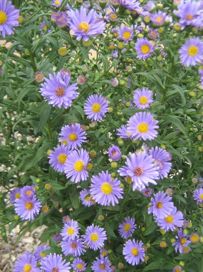 Aster The Dean perennial plant