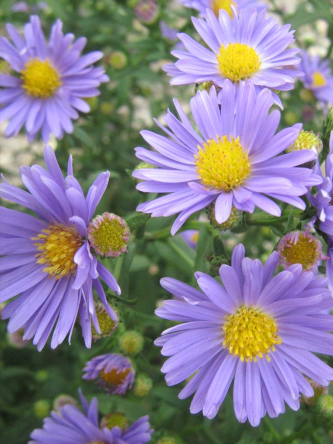 Aster The Dean perennial plant