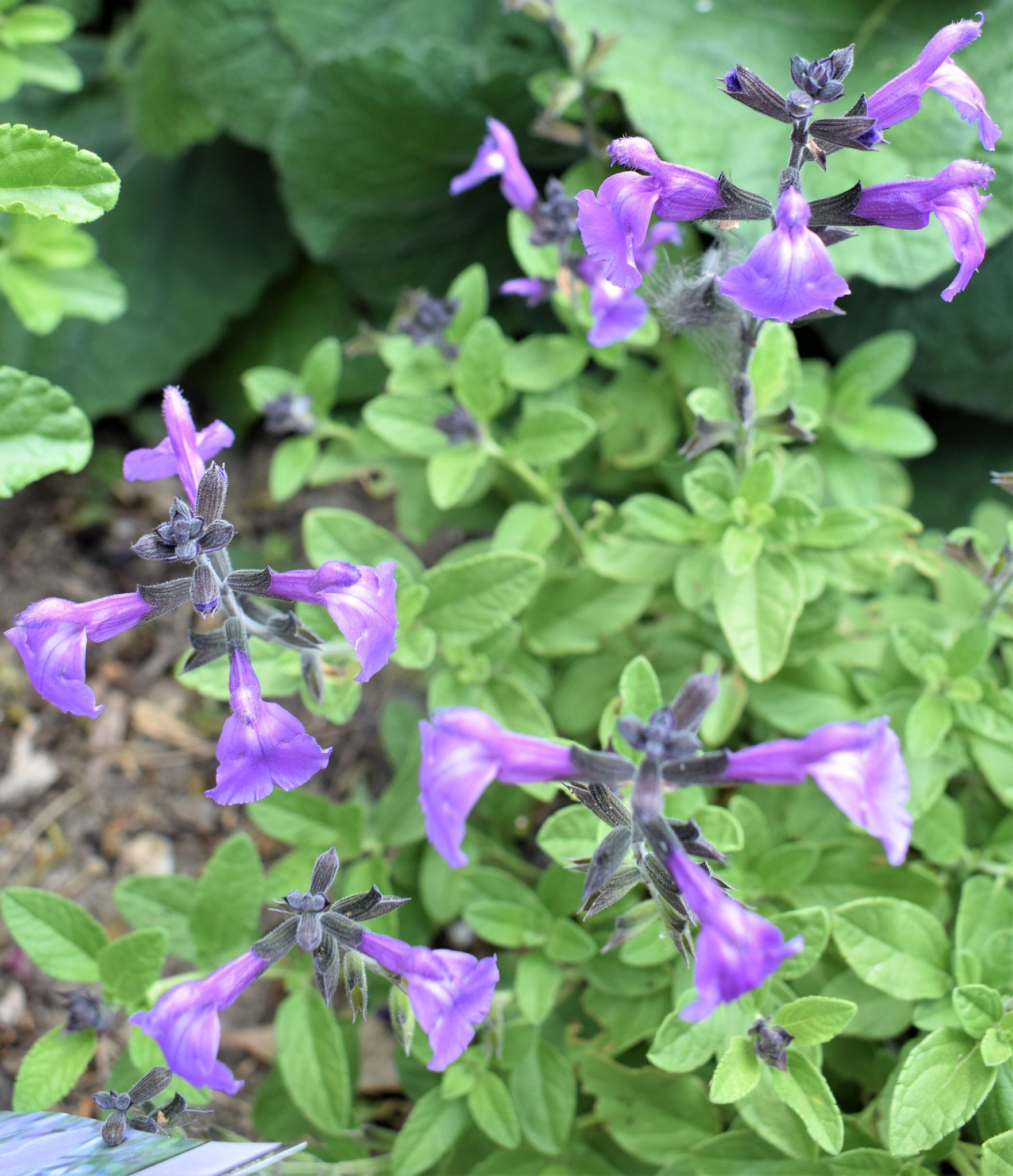Salvia Mesa Azure in 68mm Super Tube Trigg Plants