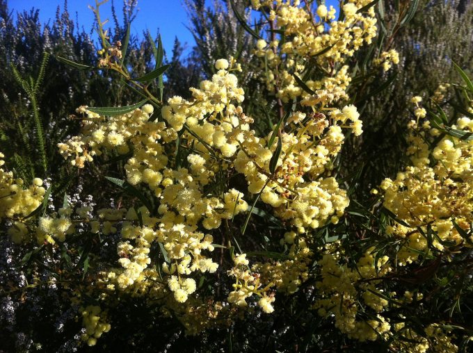 Acacia cochlearis Australian native plant