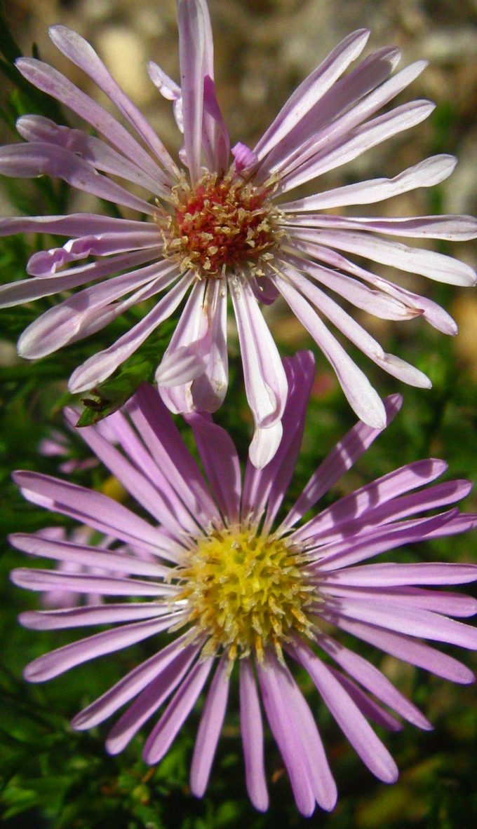 Aster Mistress Quickly perennial plant