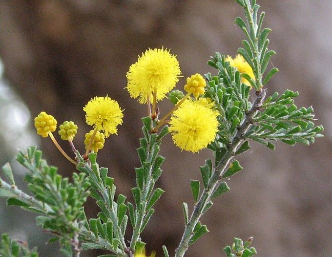 Acacia acanthoclada Australian native plant