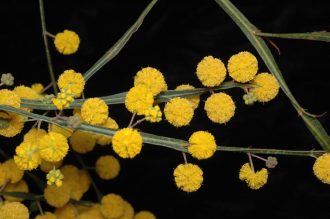 Acacia applanata Australian native plant