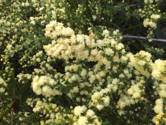 Acacia littorea Australian native plant