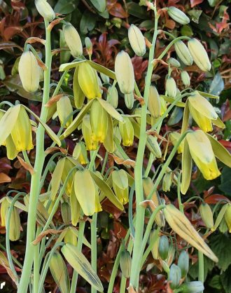Albuca spiralis