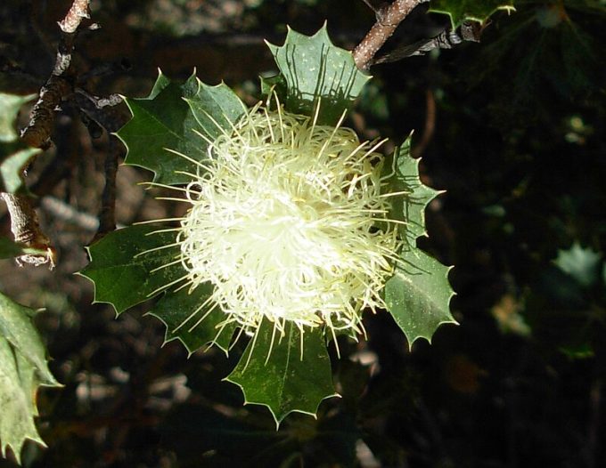 Dryandra sessilis var cygnorum (syn Banksia sessilis var cygnorum) Australian native plant