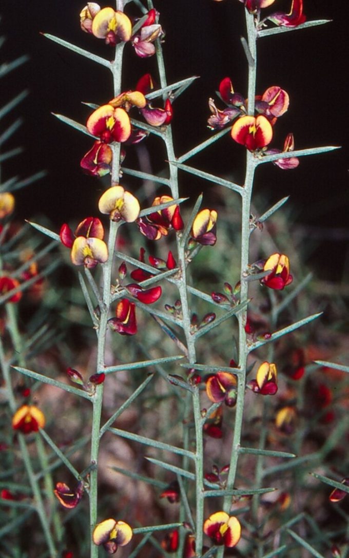 Daviesia genistifolia Australian native plant