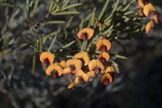 Daviesia teretifolia Australian native plant