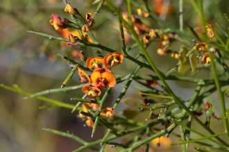 Daviesia divaricata Australian native plant