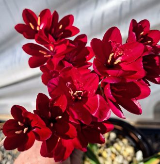 Geissorhiza inflexa var erosa