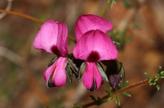 Gompholobium shuttleworthii Australian native plant