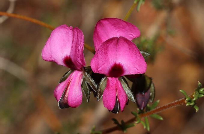 Gompholobium shuttleworthii Australian native plant