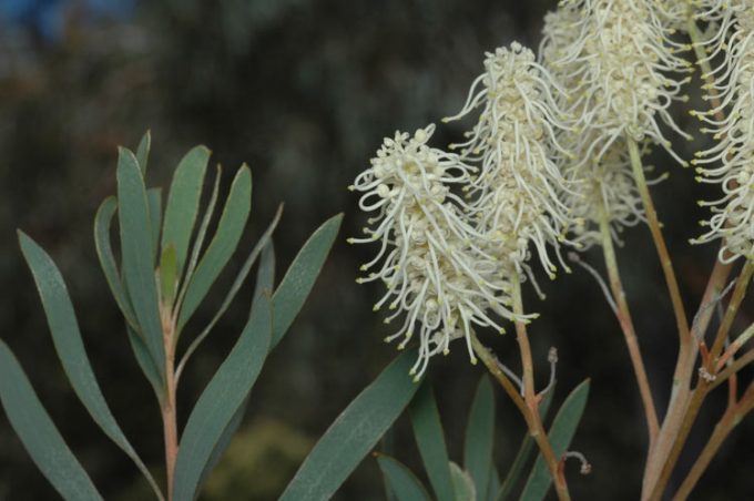 Grevillea polybotrya Australian native plant