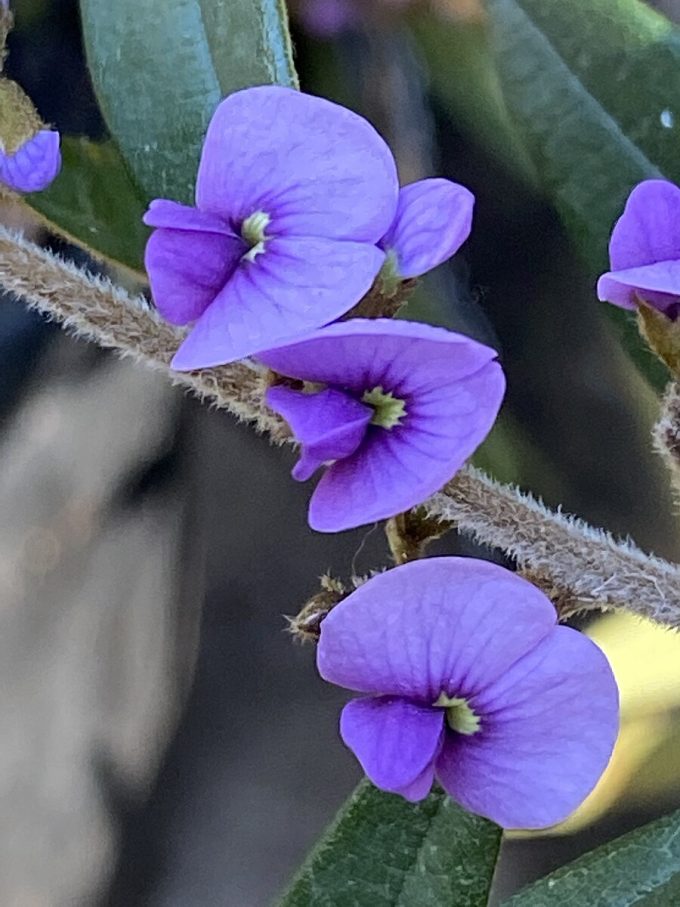 Hovea acutifolia Australian native plant