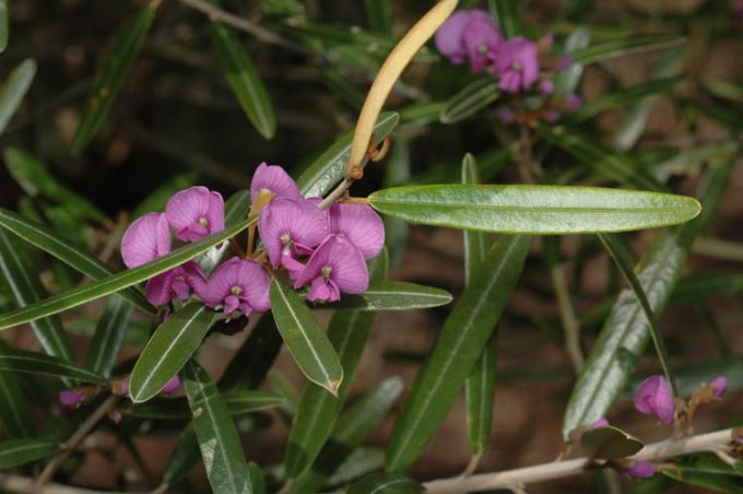 Hovea lorata Australian native plant