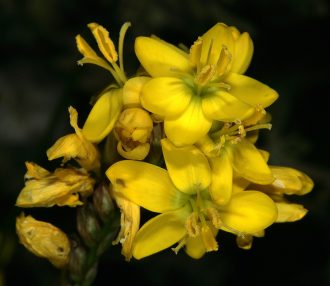 Ixia odorata