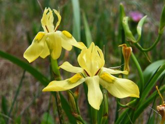 Moraea papilionacea