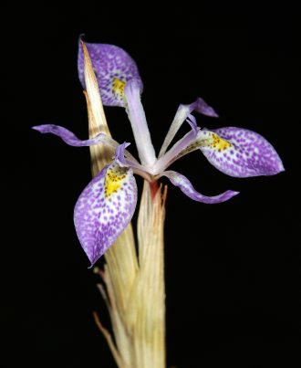 Moraea simulans