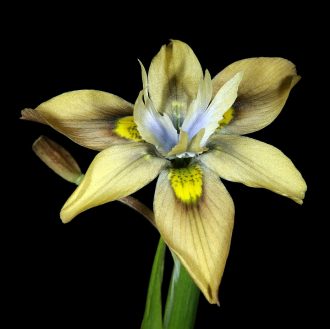 Moraea vegeta