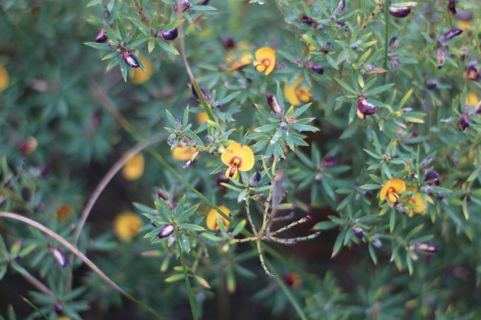 Pultenaea reticulata Australian native plant